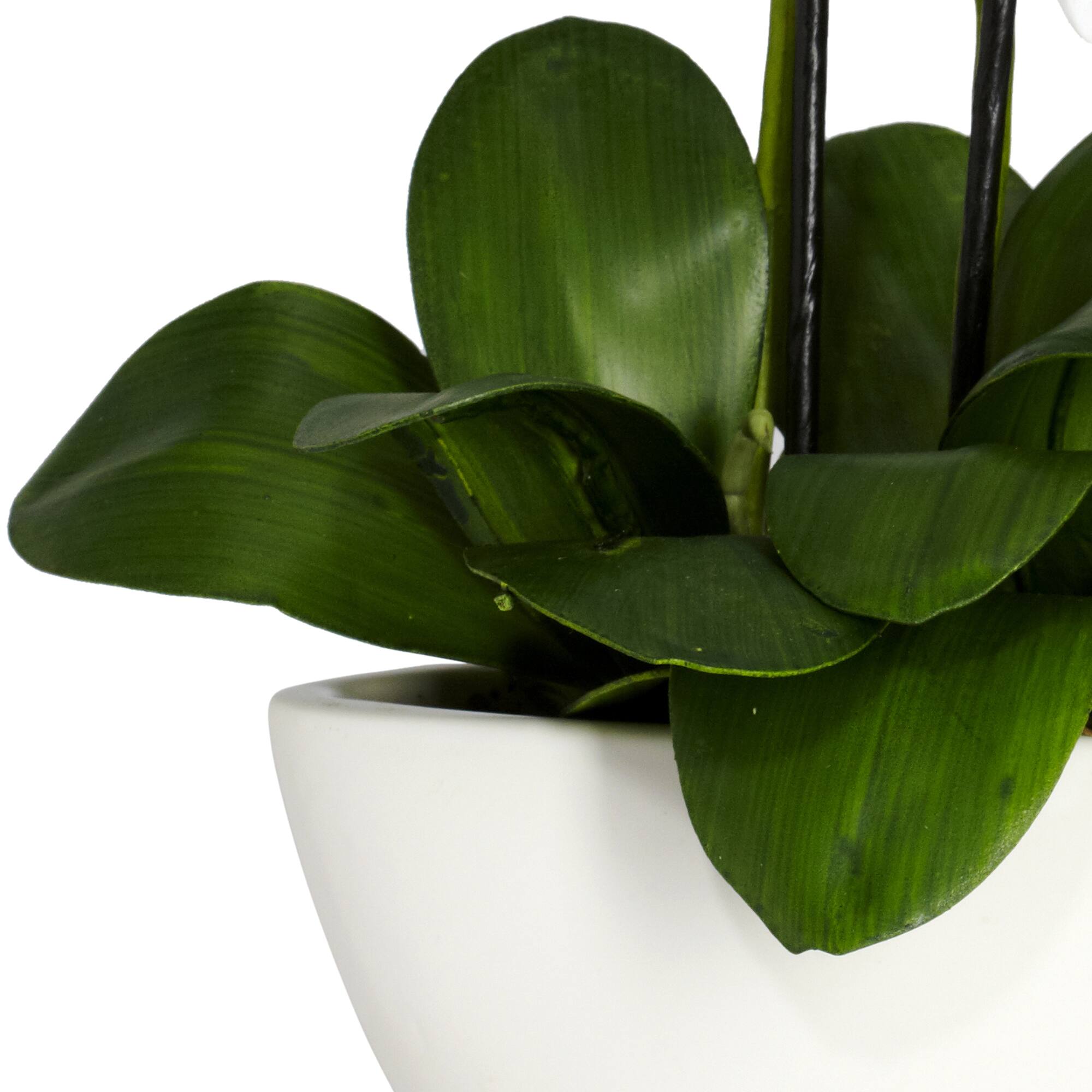 15" Phalaenopsis Arrangement in White Bowl Vase